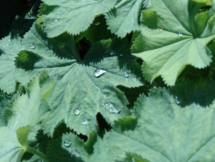 vaste planten water geven