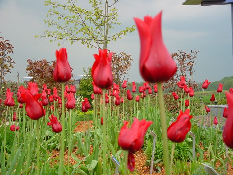 rode tulpen