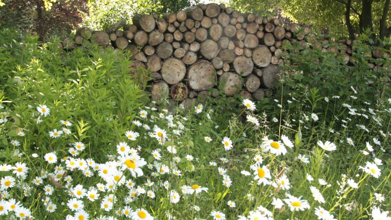 Vlindertuin in Ridderkerk