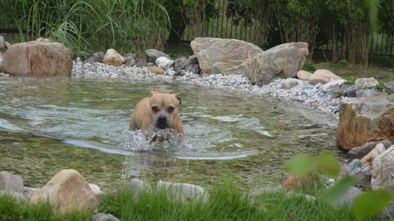 Een tuin voor je hond