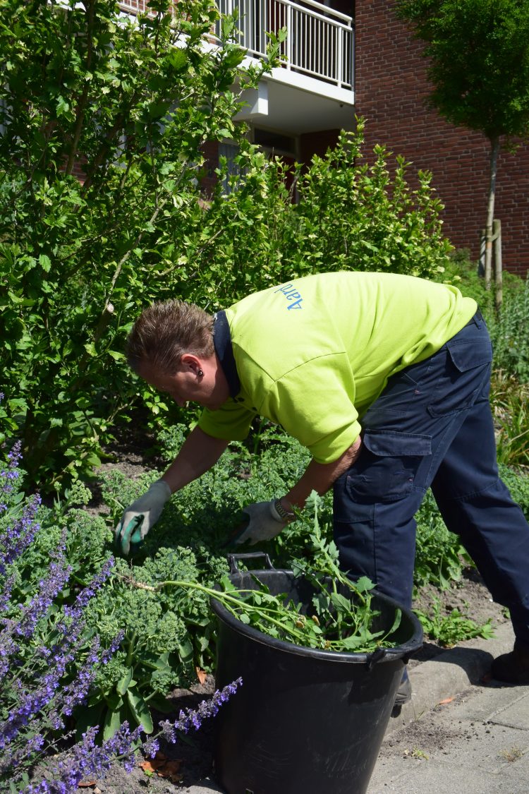 Tuin laten opknappen.