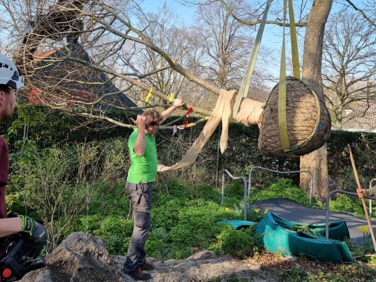 grote boom planten met autolaadkraan