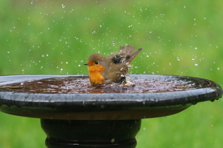 een duurzame tuin heeft water