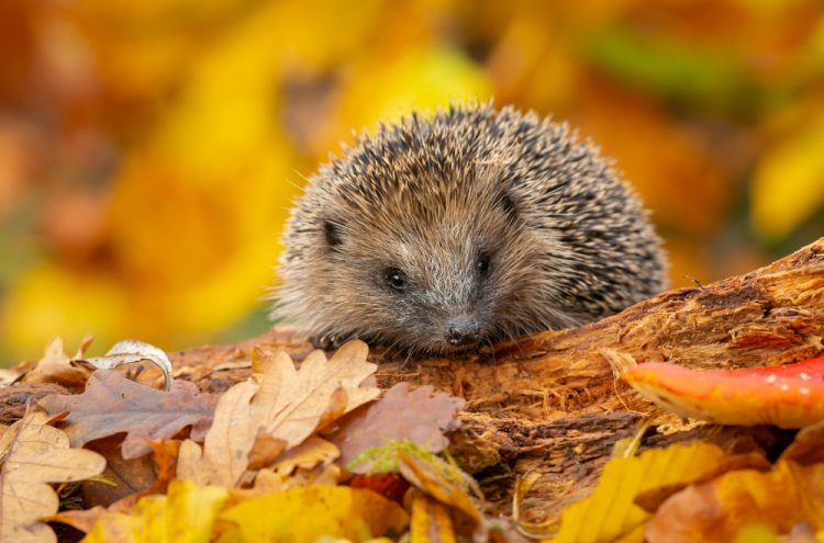 een duurzame tuin heeft dieren