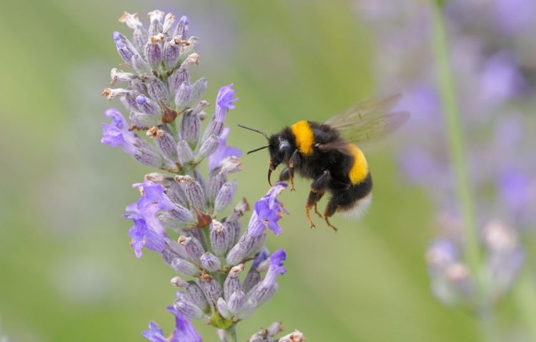 een duurzame tuin is groen