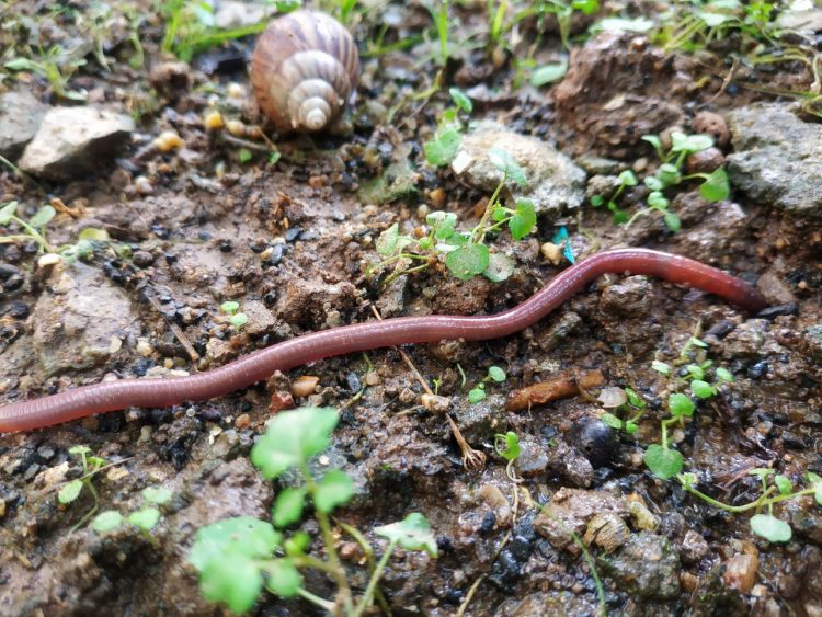 regenworm in de tuin